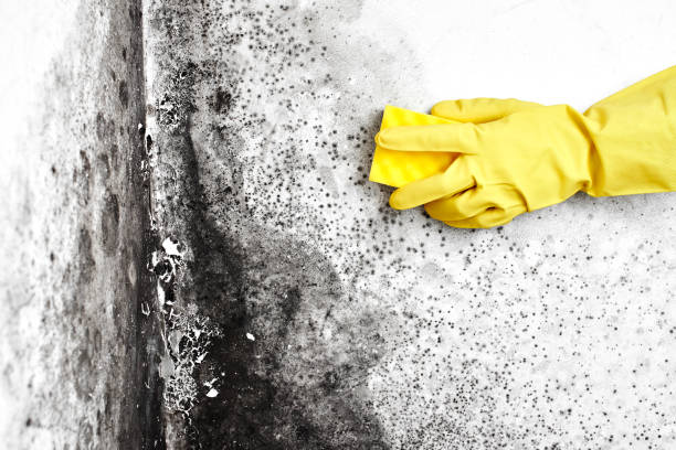 Best Mold Remediation for Healthcare Facilities  in Amherst, WI