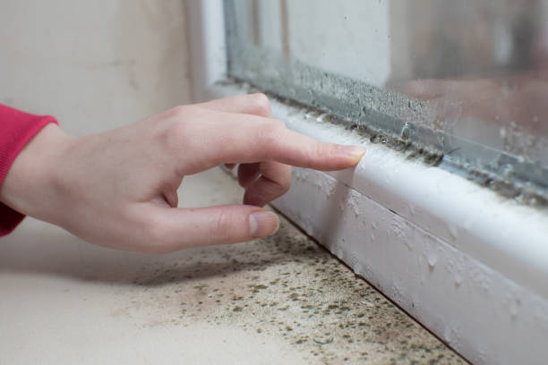 Amherst, WI Mold Removal Company