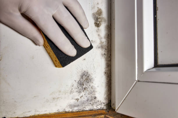 Forensic Mold Investigation in Amherst, WI